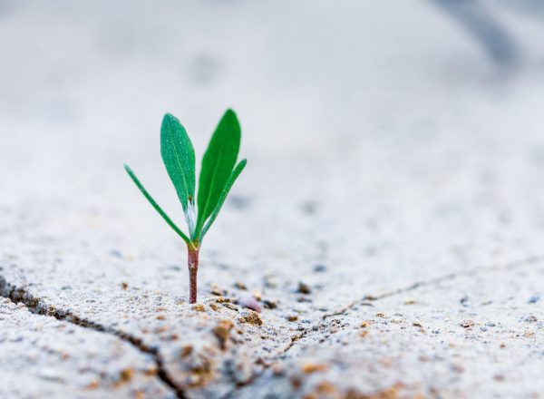 7 steps to growing your agency in 2019